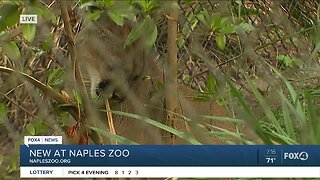 Waking up with animals at Naples Zoo