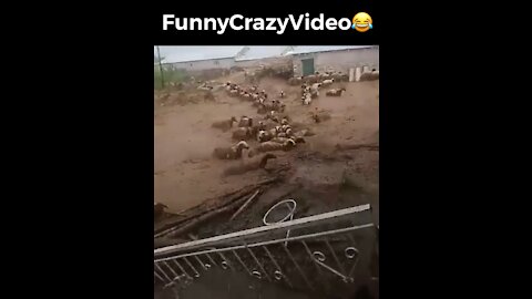 Mr FunnyCrazyVideo😂 Just Incredible Video Funny and Crazy #Like Follow for Follow 🥰