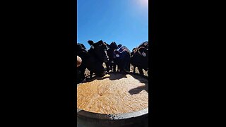 Feeding cows