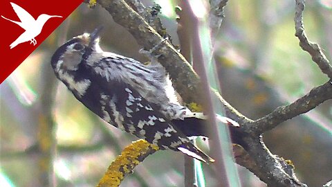 Woodpecker on Walnut Tree - Dendrocopos minor - Lesser Spotted Woodpecker