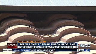Solar panels act as perfect nesting spot for pigeons