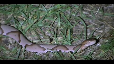 Copperhead snake crawling through my yard last night