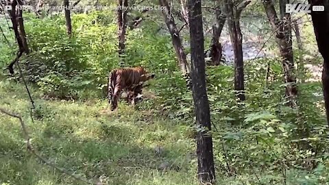 Turistas presenciam luta intensa entre dois tigres