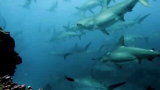 Mergulhador filma tubarões-martelo presos numa corrente do oceano