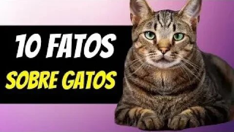 10 CURIOSIDADES sobre GATOS que vão te surpreender 🐱🐾