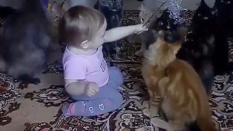 Maine Coons delightfully entertained by baby girl