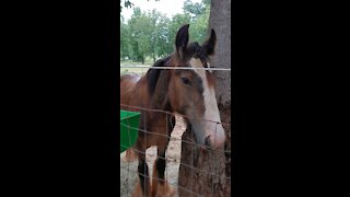 Gypsy Horse / Colt Quiggly Fix and Peppermint
