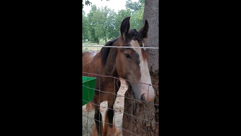 Gypsy Horse / Colt Quiggly Fix and Peppermint