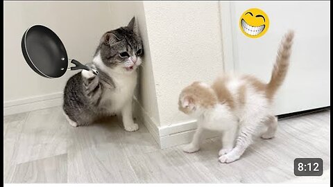 Funny animals video 😂cat and dogs funny video