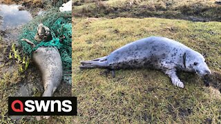 An adorable grey seal is cut free after found tangled in fishing net on beach