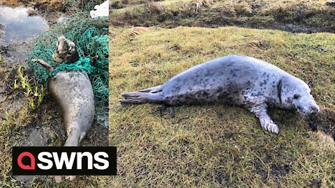 An adorable grey seal is cut free after found tangled in fishing net on beach