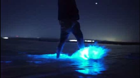 Le incredibili alghe bioluminescenti in un video spettacolare