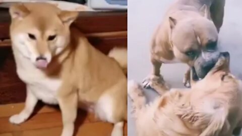 Dog vs dog funny fight 😱😱😱🤣