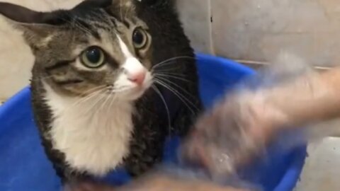 Baby cat is obedient when being bathed