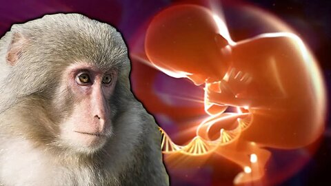 Scientists Announce Human-Monkey Hybrids - #NewWorldNextWeek
