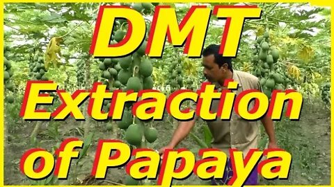 The Forbidden Fruit. DMT Extraction From Papaya Tree. A Better Translation of Greek. Elixir of Gods