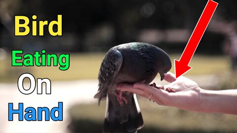 Bird eating on ✋ hand