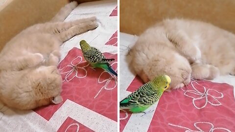 Patient Cat Incredibly Ignores Pesky Parrot