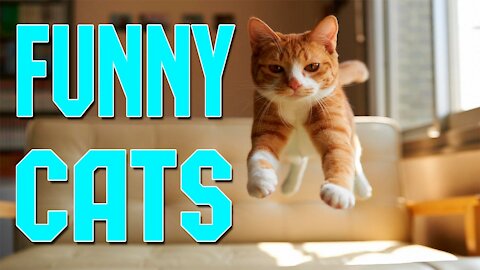 Funny And Cute Cat's Life Cats And Owners Are The Best Friends Videos