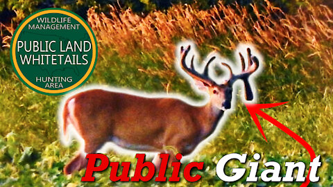 Giant Public Land Buck | Scouting For Bucks | Trail Camera Stolen
