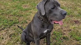 Bruce The Puppy Cane Corso 50 KG 110 Lbs 10.5 Months Old