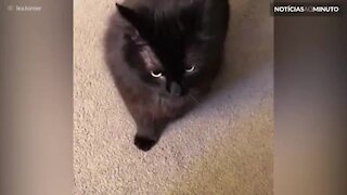 Conheça Max, o gato que não sabe ouvir 'não'