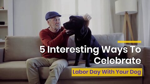 5 Interesting Ways To Celebrate Labor Day With Your Dog