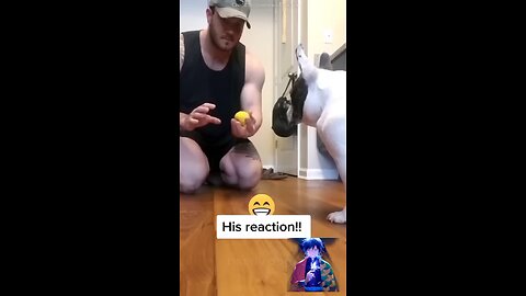 Dog reaction 😄