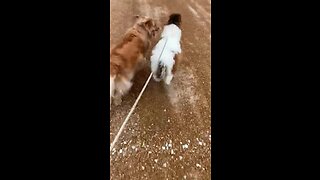 Miniature Horse Goes For Run With Golden Retriever Best Friend