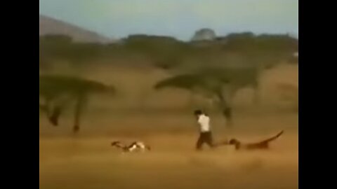 If Cheetah Catches Deer! FUNNY VIDEO Between Husband and Wife