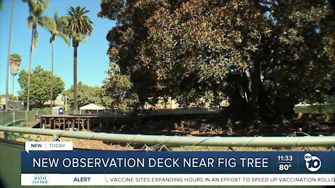 New observation deck gives closer look at Balboa Park's Moreton Bay Fig tree