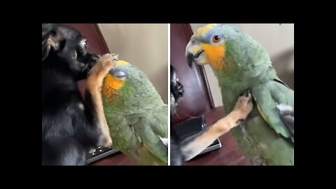 Parrot calls dog a "good girl" for gently petting him #Shorts