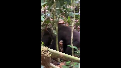 [BABY] GORILLAS PLAYING IN THE [ CONGO ]