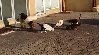 Friendly cats share meal with stray dog
