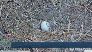Harriet the Eagle lays one egg