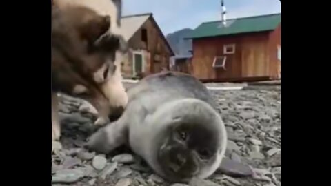 Cut baby seal and his new best friend