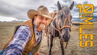 10 Mile Cattle Drive with MONTANA COW DOGS