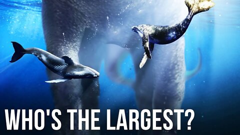 TOP Largest Creatures Ever Existed On Earth