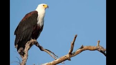 Explore Unknown facts About African Fish Eagle HD