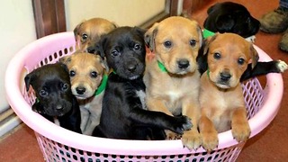 Seven Cute Puppies Abandoned This Christmas