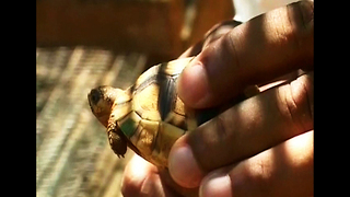 World's Rarest Tortoise