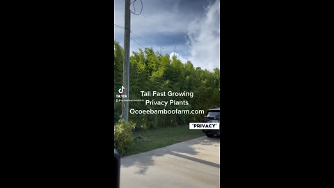 Tall Fast Growing Privacy Plants