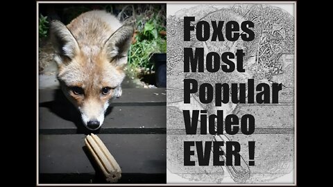 🦊Friendly urban #fox Ajax's most popular video EVER ! WHY ?