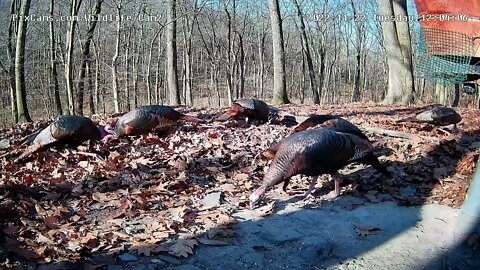 The Beautiful Colors of Wild Turkey Feathers