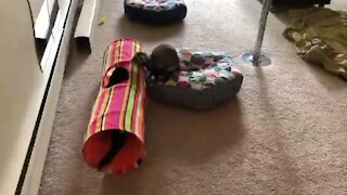 Ferret loves to chase cat buddy all around the hosue