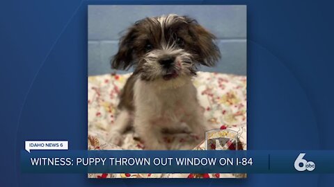 Police searching for suspect who allegedly threw a puppy out the window of a moving car