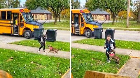 Dog enthusiastically waits for best friend to come home from school 🐈😺🐈