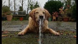 Dramatisk strid mellan hund och vattenpistol