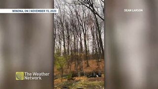 Strong winds taking care of the last of the leaves on these trees