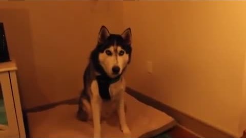 Allergy season sends husky into sneezing frenzy